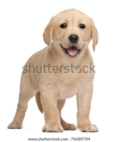 Labrador puppy, 7 weeks old, in front of white background Royalty-Free Stock Photo #76680784