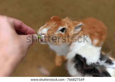 Hand feeding a rabbits