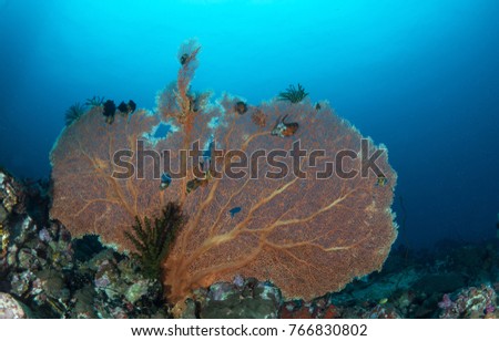 A beautiful gorgonian grows on a coral reef in Myanmar. Sea fans are cnidarians that feed on planktonic organisms.