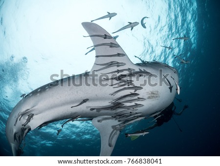 Whale Shark in shadow water