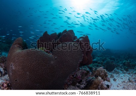 Coral reef with school fish in banda sea, Indonesia