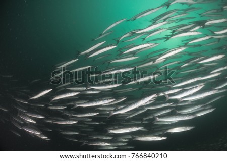 Schooling of barracuda in a clear water