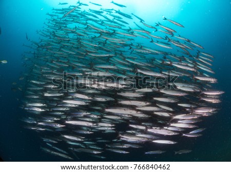 A group of schooling Barracuda in blue clear water, Sipadan