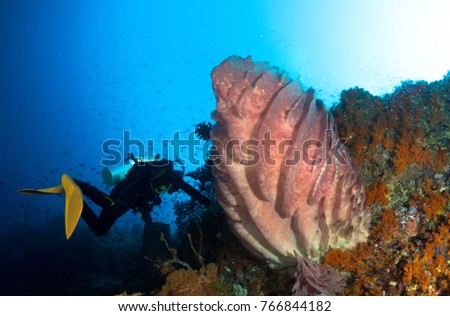A very colored giant sponge in the blue clear water.