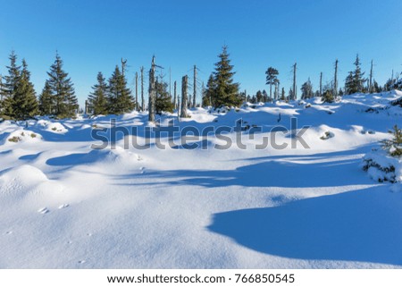 Beautiful winter landscape with fir trees