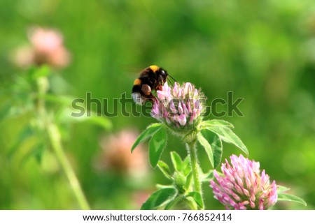 Astragalus flowers and honeybee
