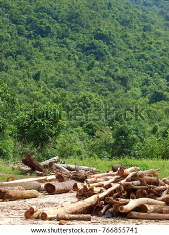 stack of new fresh natural tropical plant firewood log large size leaving outdoor near green forest for green concept of saving nature and environment backdrop background 