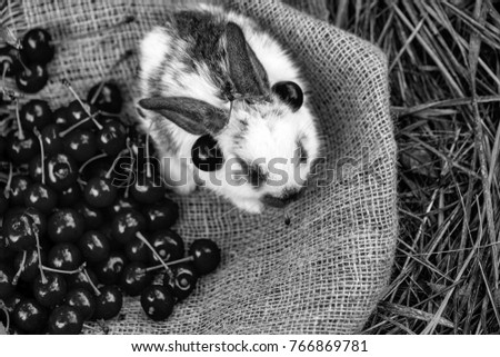 Cute rabbit small bunny domestic pet with long ears and fluffy fur coat sitting with red cherry, berries, on sackcloth on natural hay background