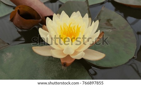 Beautiful blooming yellow water lily