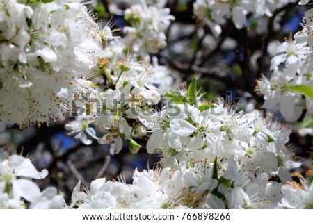 Various pictures of cherry flowers and bees