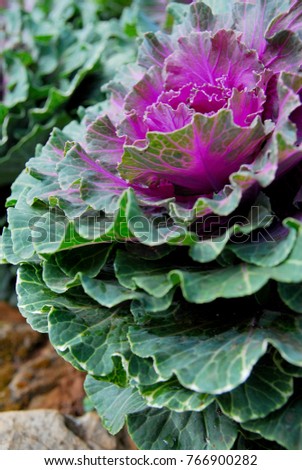 Closeup Green Cabbage Ornamental and Purple Cabbage Ornamental in the garden. Beautiful nature flower plant - picture from angkhang chiang mai thailand 