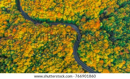Aerial view of winding road in fall colored thick forest Royalty-Free Stock Photo #766901860