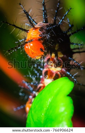 caterpillar stand on leaf