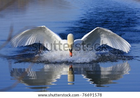 Swan Royalty-Free Stock Photo #76691578