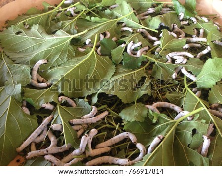 Silkworms with mulberry leaf