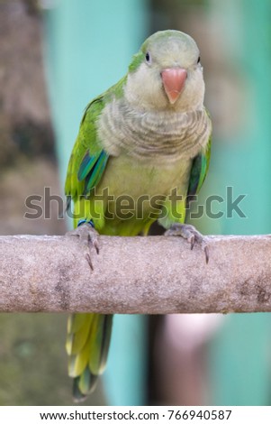 The monk parakeet (Myiopsitta monachus), also known as the Quaker parrot, small, bright-green parrot with a greyish breast and greenish-yellow abdomen. Stock photo image of the monk parakeet parrot 
