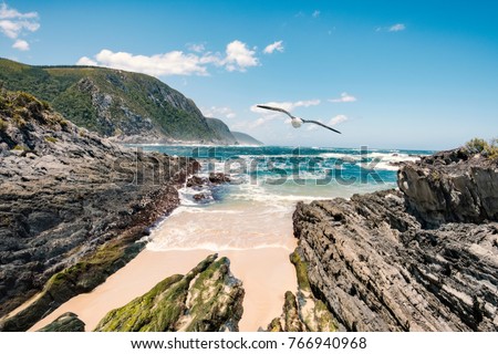 Wild landscape of Tsitsikamma national park near storms river suspension bridge with seagull flying through the scene. Royalty-Free Stock Photo #766940968