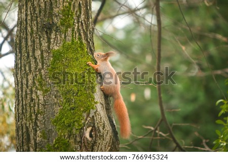 A side view of a squirrel climbing on a tree in the woods.