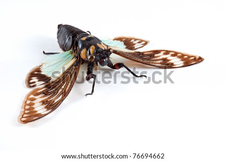 Cicada Isolated on White (Cicadicae Sp)