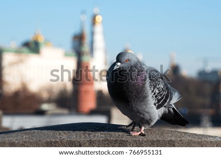 city dove on the with urban blur background