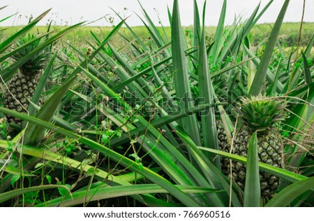 pineapple plant field in Thailand.