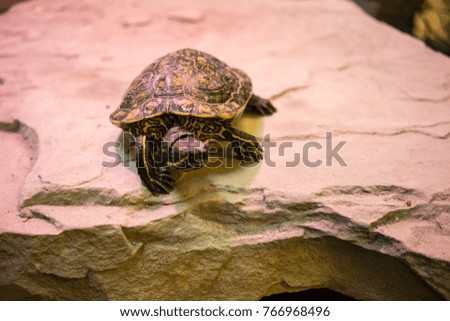turtle sitting on stone with red light shining