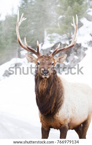 Bull Elk large antlers standing against a tree lined rocky mountainside in the winter snow in Canada