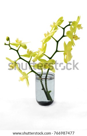 bunches of blooming orchid Phalaenopsis in grey glass