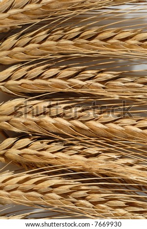 Picture of a mature wheat on a white background