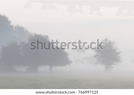 Trees and field in morning fog. 