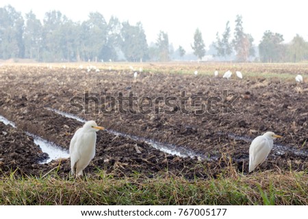 Cow Egrets in Field