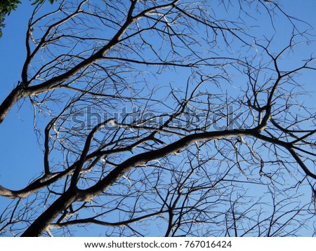 Tree branches over blue sky
