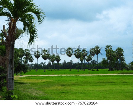 Green field With palm trees and trees And the sky in bright days