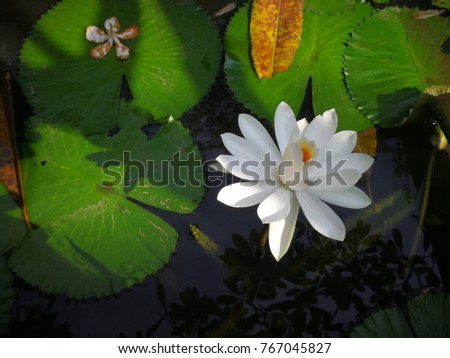 White lotus in lake natural background