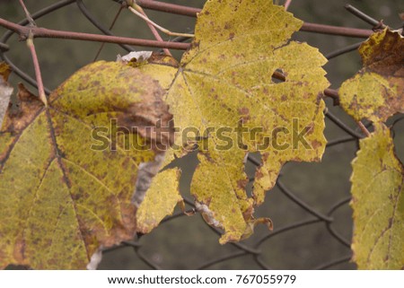 Photo of grape leaves background, autumn after harvest season. Grape plant with yellow leaves