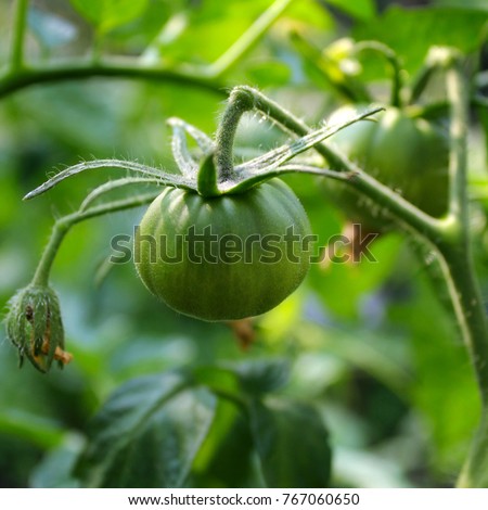 green tomato garden