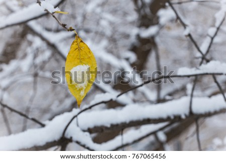First snow. Autumn leaf in the snow. The arrival of winter in Siberia. Sadness and tenderness.
