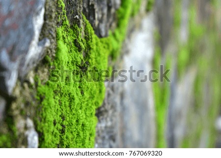 Old stone wall covered with green moss. Nature Backgrounds