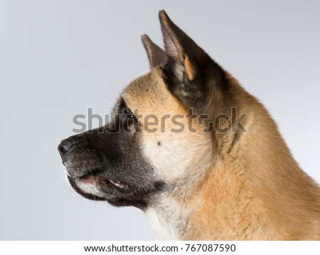 American akita dog portrait. Image taken in a studio with white background.