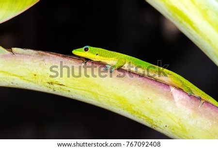 Gold dust day gecko (Phelsuma laticauda) lying on a banana tree branch, Nosy Komba, Madagascar