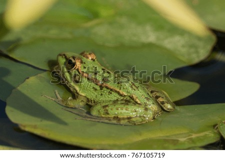 A green frog sitting in the pond full of water lilies