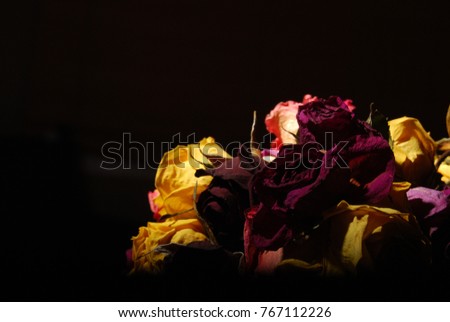 dry colored roses on black background