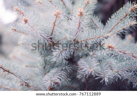 lush and green branch of a beautiful spruce 