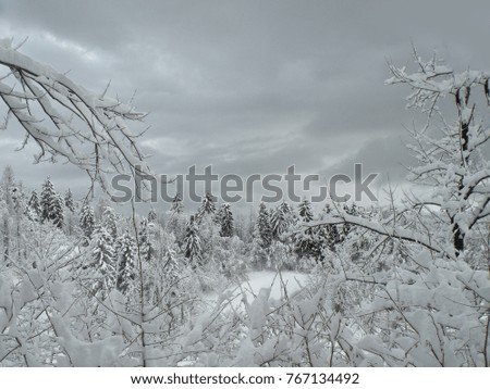 Christmas new year time in the idyllic winter forest with snow-covered wilderness.Design of winter holiday in beautiful unspoiled nature.Winter landscape covered with snow for background or wallpaper