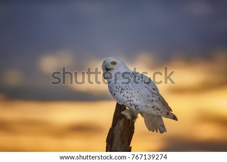 Snowy owl, Bubo scandiacus, beautiful white owl with black spots and bright yellow eyes, sitting on tree trunk with opened beak against dramatic yellow evening sky, staring directly at camera.