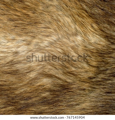  natural fox fur texture closeup, useful for background