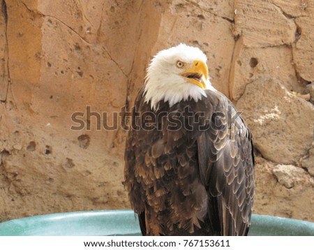 Eagle, Animal bird. 