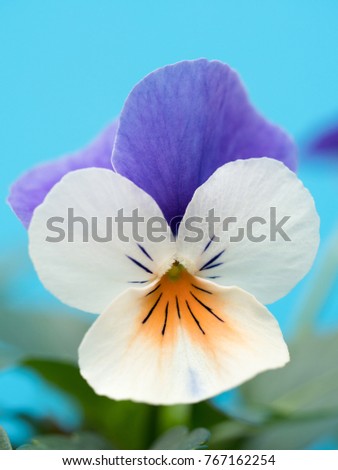 Violet flower called viola
