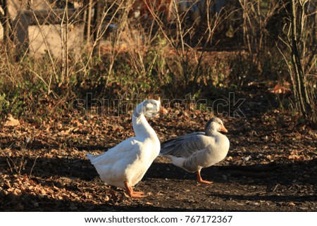 two goose on the farm