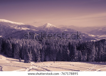 Winter snowy fir tree forest covered with snow in mountains. Nature landscape background. Panorama.